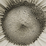 detail of sunflower head