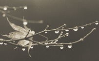 rain drops on dogwood branch