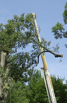 limb suspended
