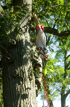 man working in tree