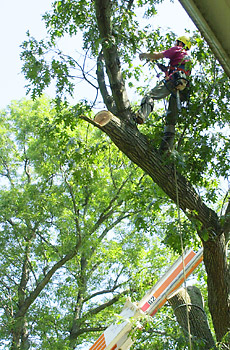 another view of man working in tree